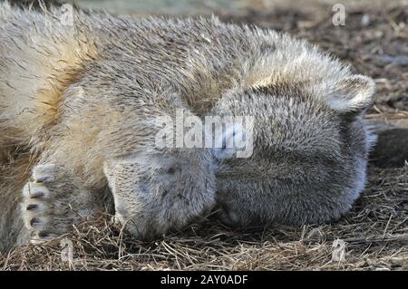 Eisbär Knut, Ursus maritimus Stockfoto