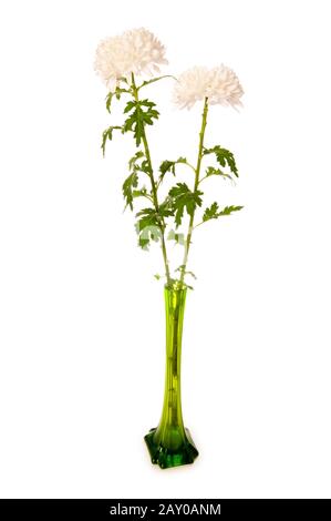 Chrysantheme (Mums) in grüne Vase isoliert auf weiss Stockfoto