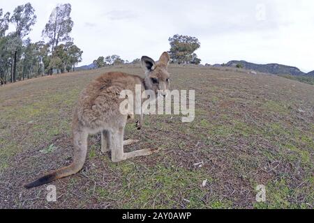 Ostgraues Riesenkänguru (Macropus giganteus), Warrumbungle-Nationalpark, Australien Stockfoto