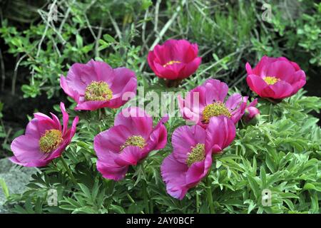 Niedrige Pfingstrose, Paeonia officinalis, Subspezies microcarpa Stockfoto