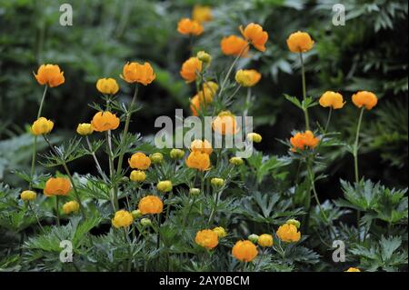 Asiatische Trollblume, Trollius asiaticus, Asien Stockfoto