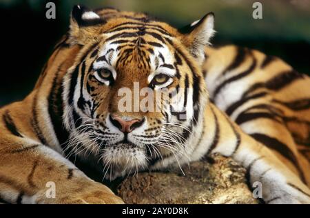 Sibirischer Tiger, Panthera tigris altaica, Armurtiger, sibirischer Tiger, Amur, Porträt Stockfoto