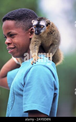 Brauner Maki, eulemur fulvus, üblicher Braunlemur Stockfoto