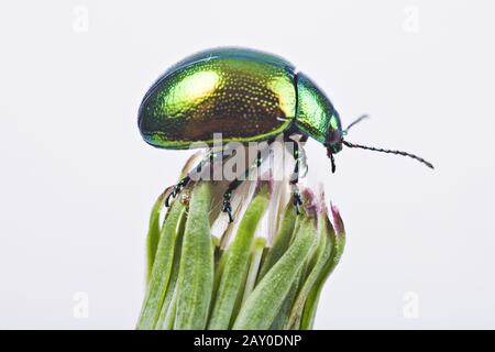 Minzeblattkäfer (Chrysolina herbacea) - Mint Leaf Beatle (Chrysolina herbacea) Stockfoto