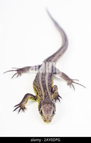 Sandeidechse weiblich (Lacerta agilis) - Sandeidechse (weiblich) (Lacerta agilis) Stockfoto