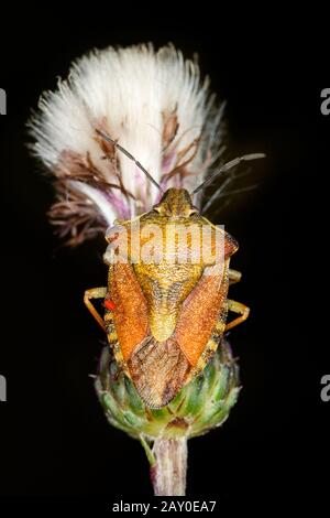 Nördliche Fruchtwanze (Carpocoris fuscispinus) - Carpocoris fuscispinus Stockfoto
