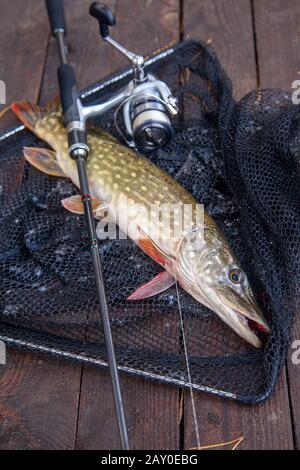 Süßwasser Hecht Fische kennen als Esox lucius und Angelrute mit Haspel liegt auf Vintage Holz- Hintergrund mit gelben Blätter im Herbst. Fisch Stockfoto