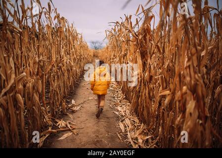 Junge, der durch ein Maisfeld, USA, läuft Stockfoto