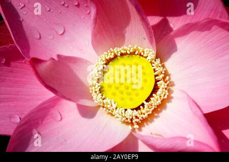 Rosafarbene lotusblüte mit etwas Wassertropfen Stockfoto