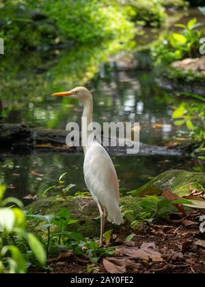 Porträt eines verschneiten Egret (Egretta thula), das an einem Fluss, Indonesien, steht Stockfoto