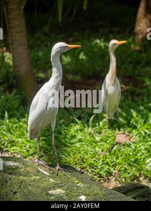 Porträt von zwei verschneiten Egretta thula, Indonesien Stockfoto