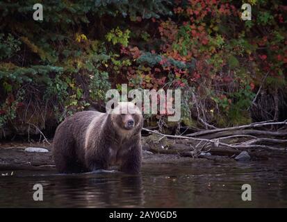 Grizzly Bear Hunting for Fish, Chilko Lake, British Columbia, Kanada Stockfoto