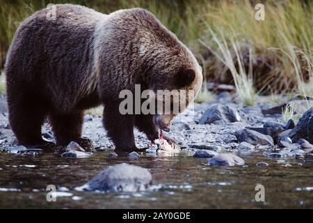 Grizzly Bär, der einen Fisch isst, Chilko Lake, British Columbia, Kanada Stockfoto