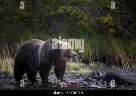 Grizzly Bär, der einen Fisch isst, Chilko Lake, British Columbia, Kanada Stockfoto