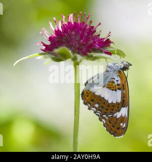 Kleinere Eiervögel (Limenitis camilla) - Weißer Admiral (Limenitis camilla) Stockfoto