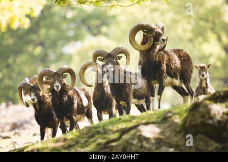 Mufflons (Ovis ammon musimon) - Moufflons (Ovis ammon musimon) Stockfoto