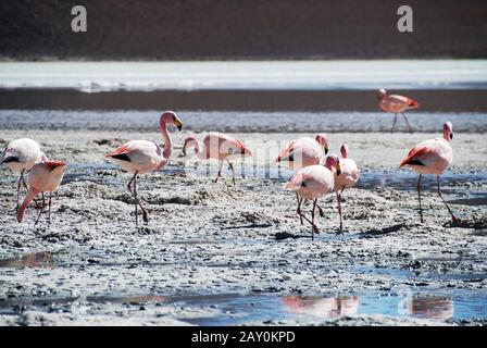 James' Flamingos auf den Salzwohnungen in der Atacama-Wüste, Chile Stockfoto