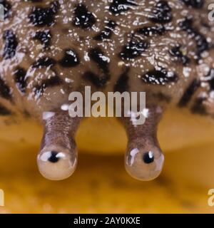 Großer Schnee (Limax maximus) - Leopardenschlumpf (Limax maximus) Stockfoto