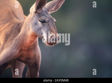 Porträt eines männlichen roten Kängurus (Macropus rufus), Australien Stockfoto