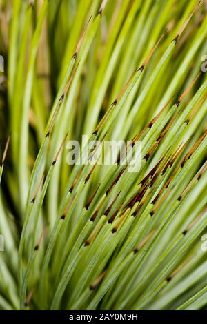 Agave (Agavaceae) (Agave stricta) - Agave (Agavaceae) (Agave stricta) Stockfoto