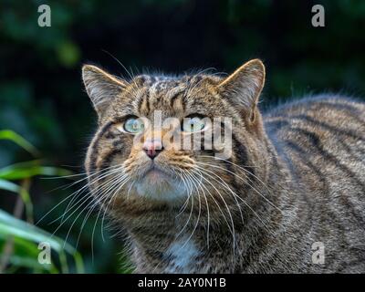 Europäische Wildkatze Felis silvestris silvestris (Captive) Stockfoto