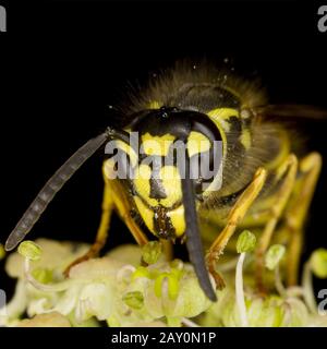 Gewöhnliche Wespe (Vespula vulgaris) - Vespula vulgaris Stockfoto