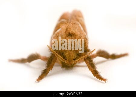 Sorrel-Wurzelbohrer (Triodia sylvina) - Orange Swift (Triodia sylvina) Stockfoto