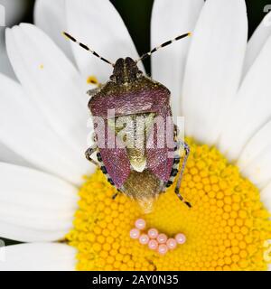 Rotbeinige Baumwanze, die Eier legt * Pentatoma rufipes Stockfoto