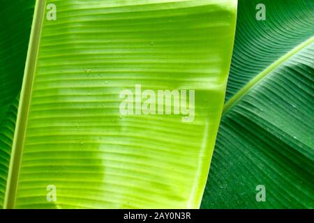 Nahaufnahme der Bananenblätter Stockfoto