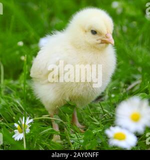 Hühnerkuchen auf einer Wiese - junghuhn auf einer Wiese Stockfoto