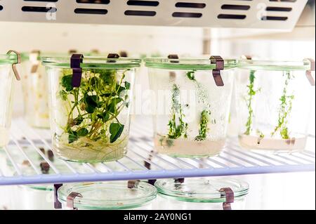 Pflanzen, die in der Wachstumskammer im biotechnologischen Labor wachsen Stockfoto