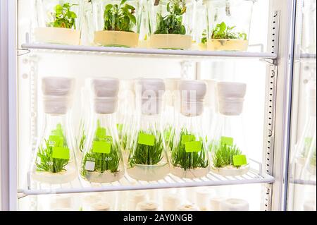 Transgene Pflanzen, die in der Wachstumskammer im biotechnologischen Labor wachsen Stockfoto