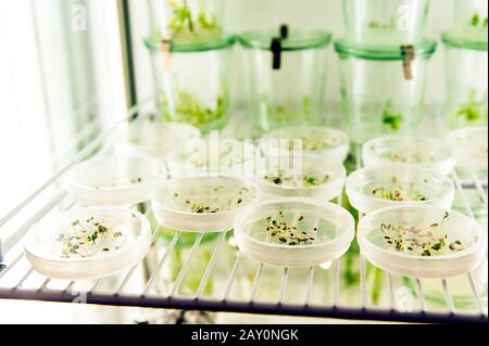 Keimen von Samen auf Petrischalen im biotechnologischen Labor Stockfoto