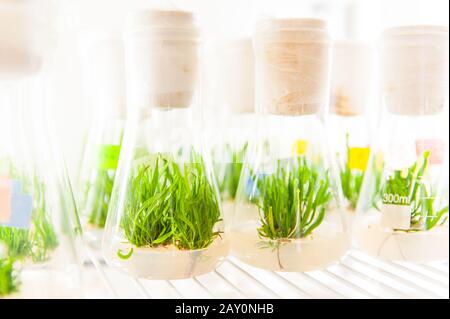 Pflanzen in Erlenmeyerkolben im Labor Stockfoto