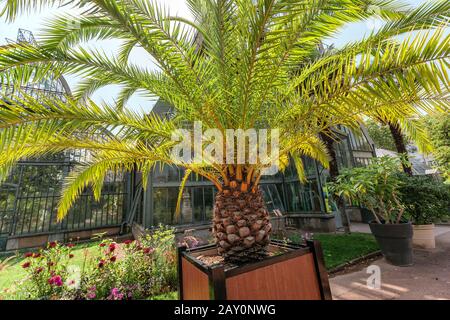 Juli 2019, Lyon, Frankreich: Greenhouse Orangery of Lyon Botanischer Garten Stockfoto