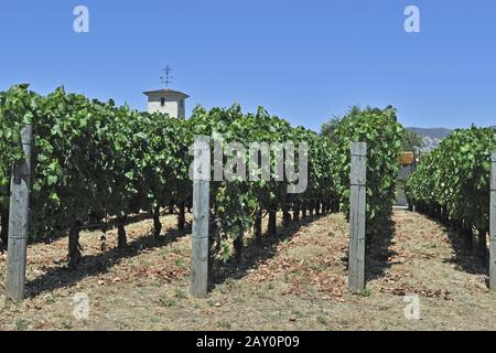 Blick auf die Weinberge von Robert Mondavi Winery, Napa Valley, Stockfoto