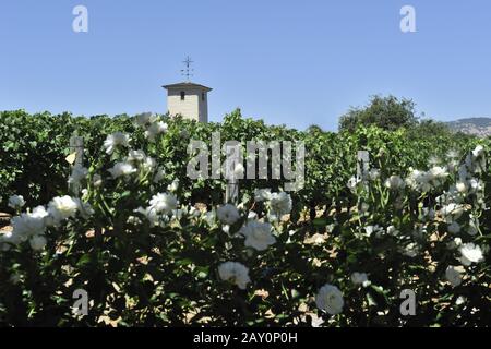 Blick auf die Weinberge von Robert Mondavi Winery, Napa Valley, Stockfoto