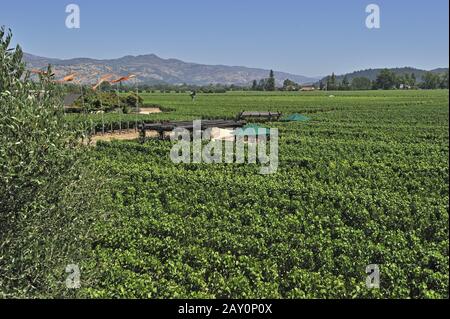 Blick auf die Weinberge von Robert Mondavi Winery, Napa Valley, Stockfoto