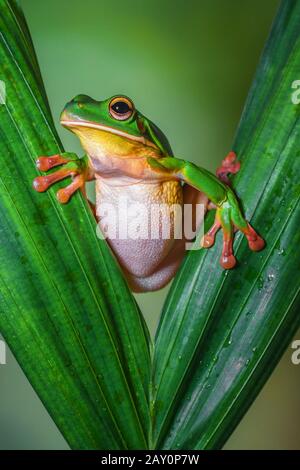 Weiß-lippige Baumfrosch, der durch zwei Blätter blickt, Indonesien Stockfoto