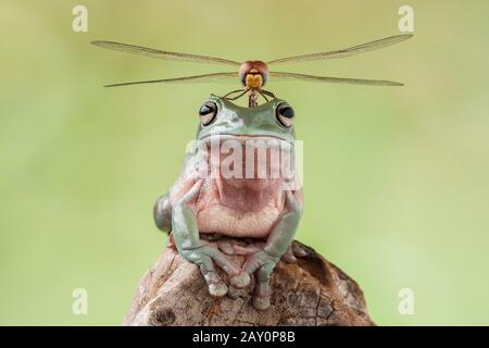 Dragonfly sitzt auf einem dumpfigen Baumfrosch, Indonesien Stockfoto