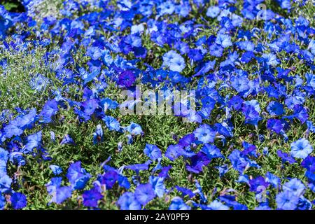 Blaues Petunia Blumenbeet im botanischen Garten Stockfoto