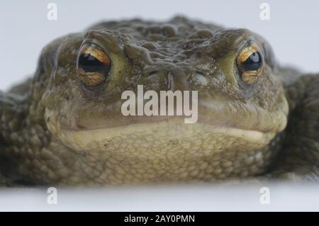 Erdkroete, Dedtail, Bufo bufo, Common Toad, Studio Stockfoto