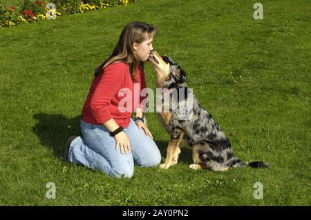 Frau spielt mit Australian Shepherd, Welpe, Frau spielt mit Puppy Stockfoto