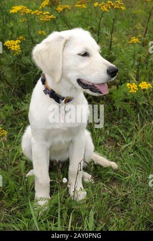 Golden Retriever, Welpe, 4 Monate, Puppy, 4 Monate alt Stockfoto