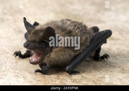 Breitfluegelfledermaus, Eptesicus serotinus, Serotine Bat Stockfoto