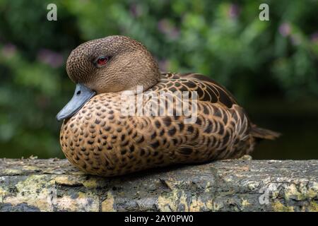 Porträt einer Ente, die auf einem Log sitzt, Indonesien Stockfoto