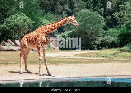 Giraffe in lustiger Haltung Trinkwasser an einem kleinen Teich oder Fluss Stockfoto