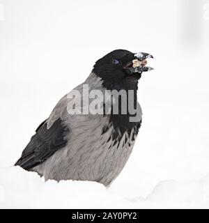 Nebelkrähe (Corvus Corone Cornix) beim fressen im Schnee / Hoodiecrow (Corvus Corone Cornix) Stockfoto