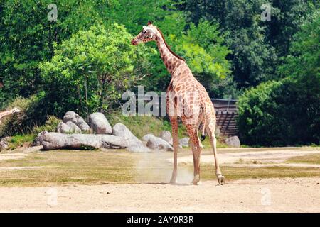 Lustige Giraffe, die wegraffen, Rückansicht Stockfoto