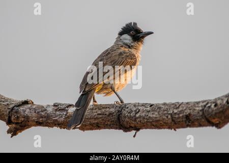 Rußköpfiger bulbu-vogel auf einer Filiale, Indonesien Stockfoto